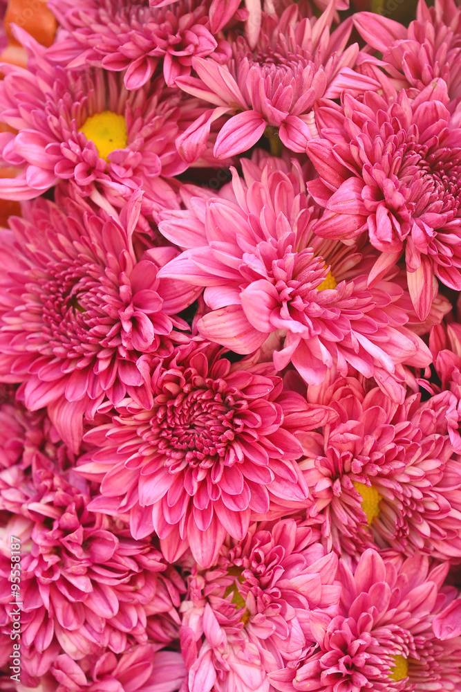 Pink Chrysanthemum Flower as background texture (Chrysanthemum m
