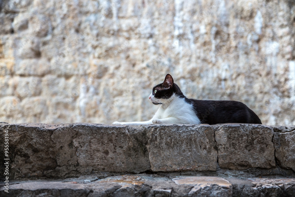 Cat lies in front of the stone wall.