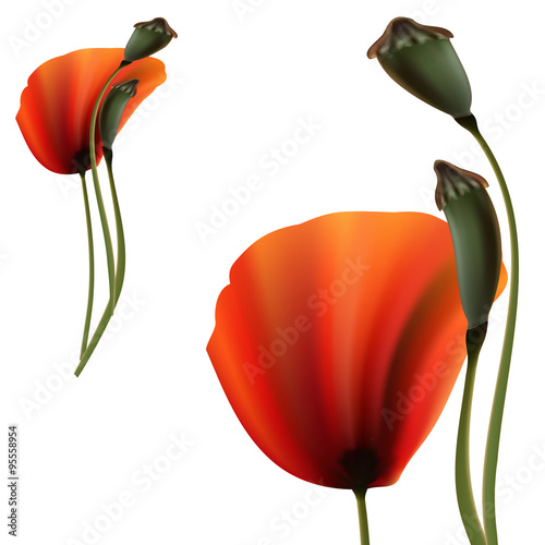 Set of Poppy green and red capsule on white background photo