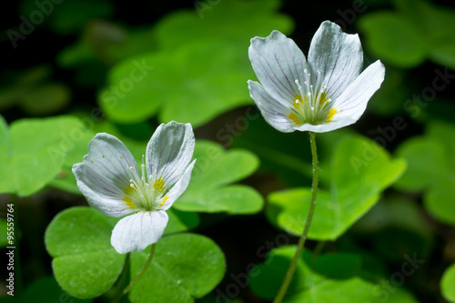 Common wood sorrel white flowers - Oxalis acetosella