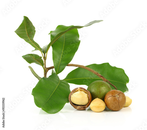 macadamia nuts on white background