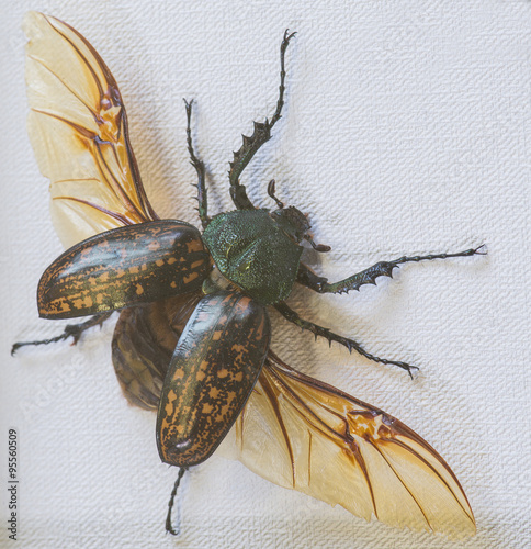 close-up of Skarabeidae beetle (Cheirotonus gestroi), Thailand photo