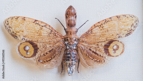 close-up fonarnitsa laternariya (laternaria laternaria), Tingo M photo