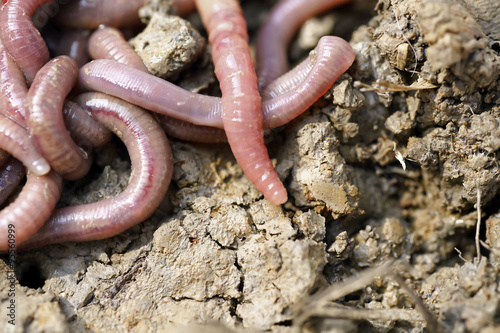 Earthworms in mold, macro photo
 photo