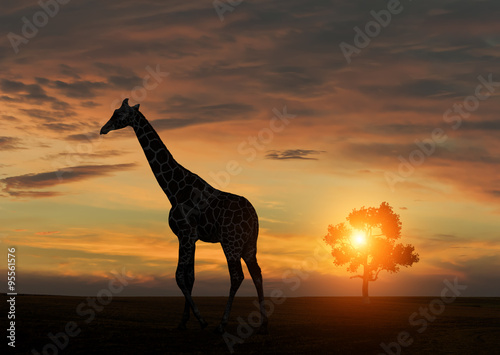 Giraffe during african sunset