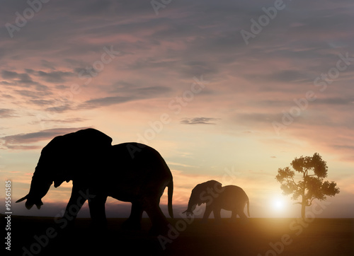 Elephants in sunset