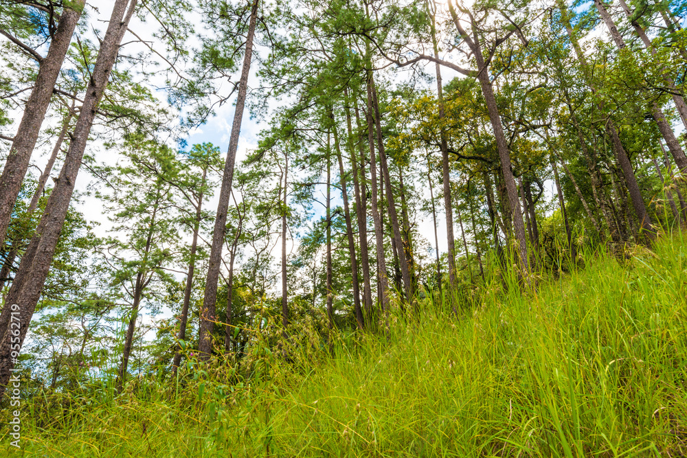 Fototapeta premium Misty pine forest on mountain
