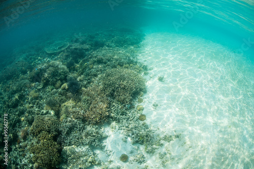 Coral Encroaches Upon a Sand Flat in Pacific