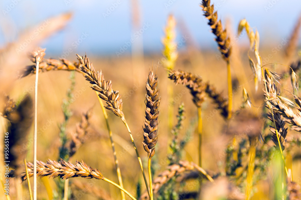 Fototapeta premium Ripe wheat ears on the field