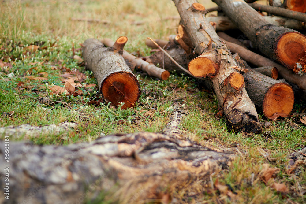 Obraz premium Wood pile from logger