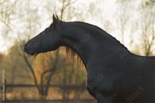 Portrait of the Black Frisian horse #95565362