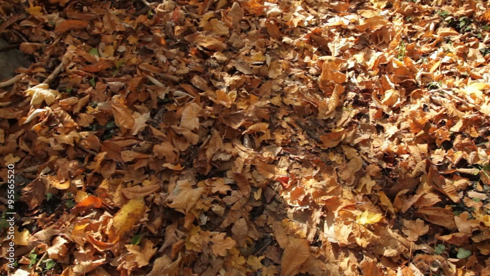 brown leaves brown leaves