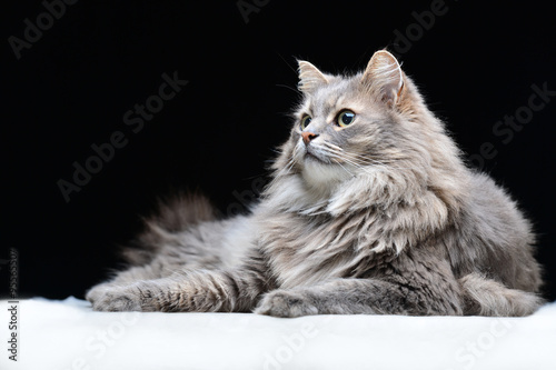 Portrait of the grey cat on the black background