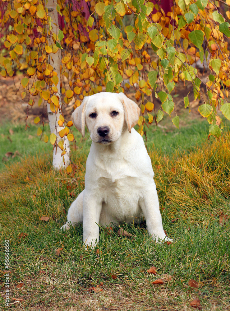 nice yellow labrador puppy in autumn
