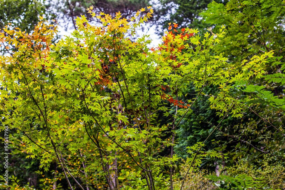 Herbst in Korea Herbst in Korea