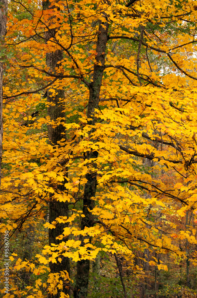 Yellow maple in fall. Yellow maple in fall.