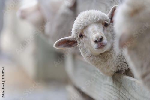 Schaf Aufzucht 1