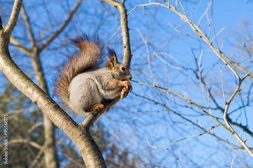 Squirrel eating nuts. Squirrel in the winter. Wildlife. Squirrel eats pine nuts. Squirrel on naked branches, fluffy fur, wild rodent, animal in the forest. Beautiful squirrel.