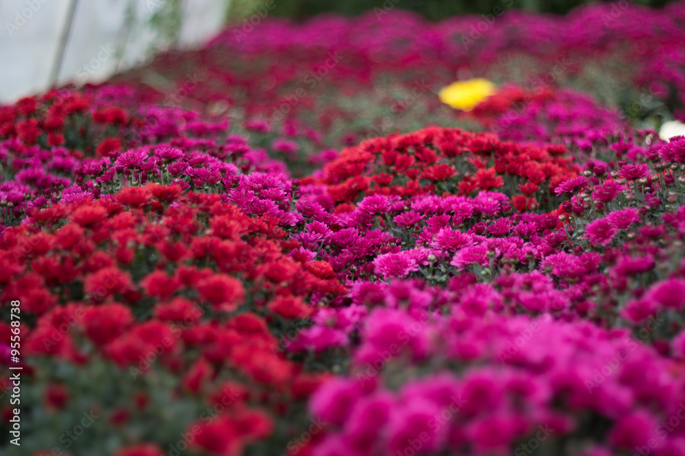 Obraz premium Хризантема