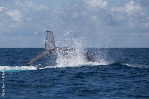 Humpback Whale Slapping Tail on Surface of Ocean