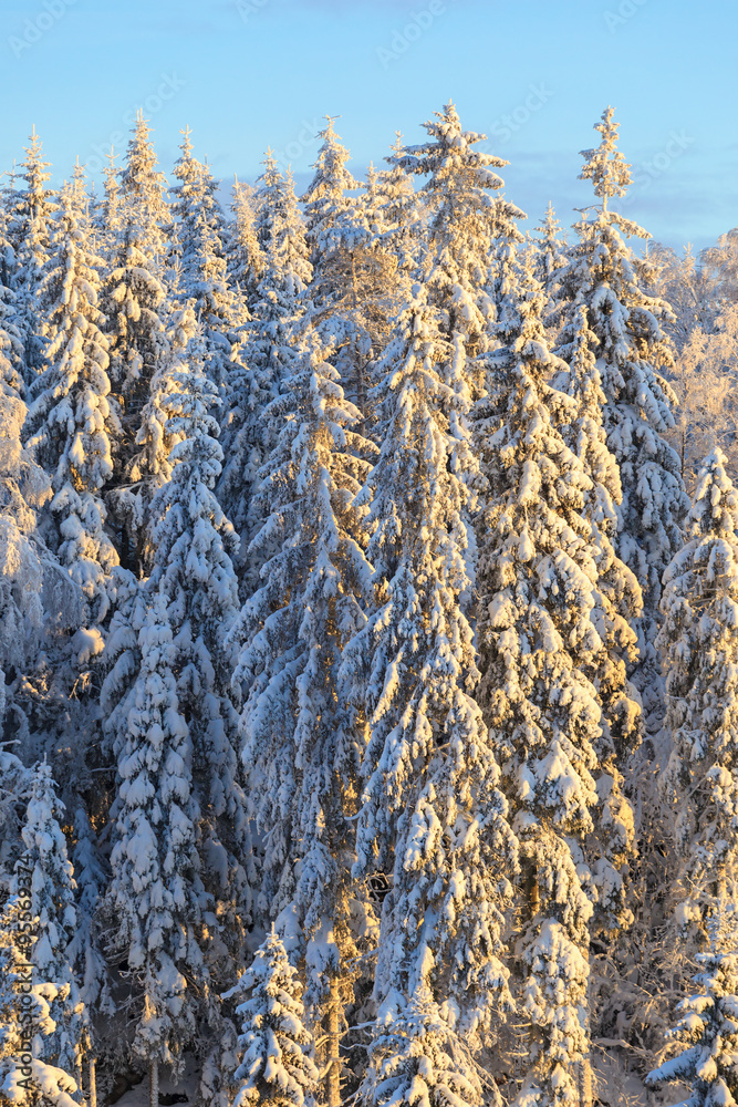 Fototapeta premium Spruce trees forest with snow