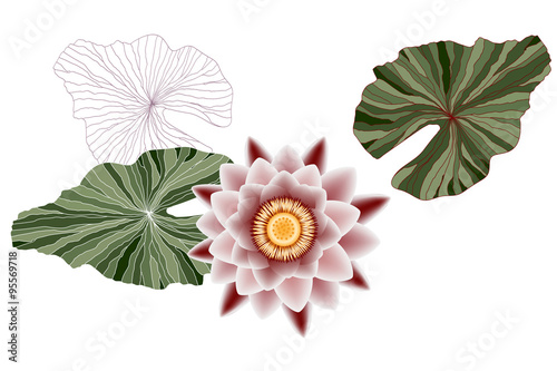 Fototapeta Naklejka Na Ścianę i Meble -  Pink lotus with contour green leaves
