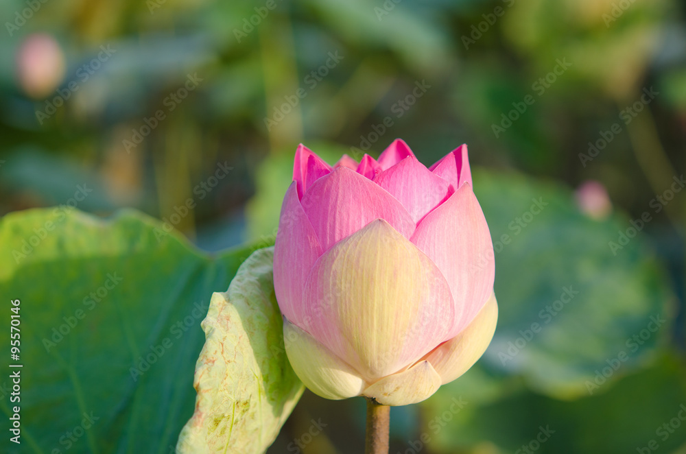 close-up lotus flower