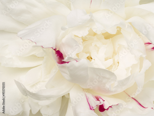 Beautiful flower white peony