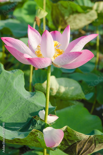 beautiful lotus flower