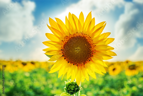 Fototapeta Naklejka Na Ścianę i Meble -  sunflower closeup on field. sunset time