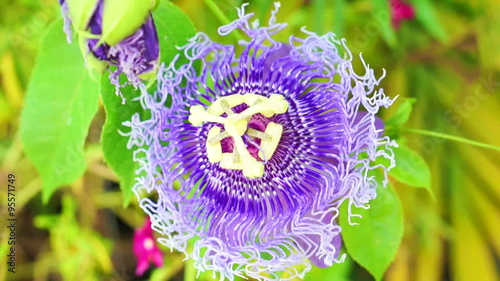 Passiflora flower, passion flower tropical exotic one photo