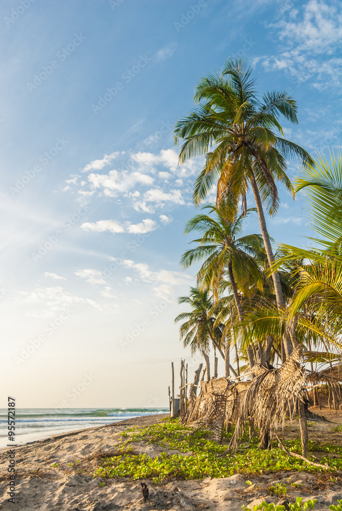 Obraz premium Palm on the beach, Sri Lanka