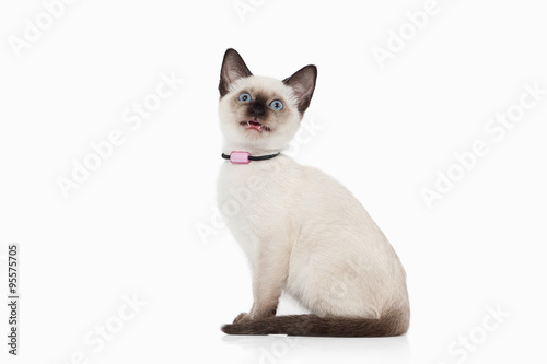 Kitten. Thai cat on white background © dionoanomalia