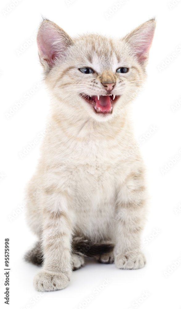 Obraz premium Kitten on a white background