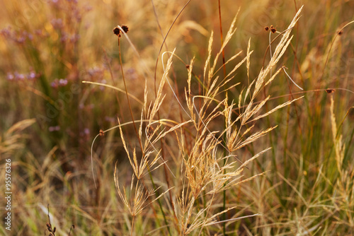 Field grass on blurred background