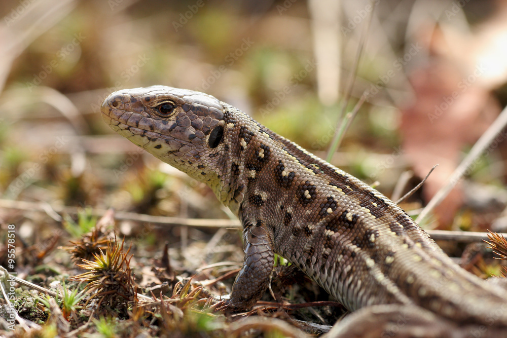 Naklejka premium Waldeidechse - Zootoca vivipara