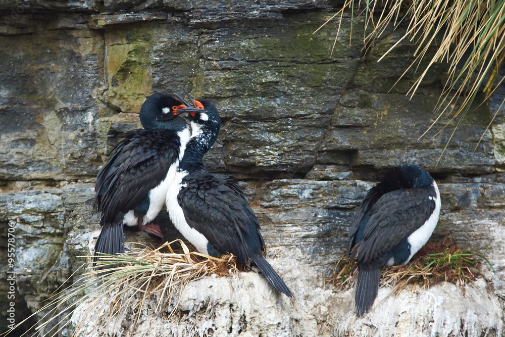 Fototapeta premium Rock Shags (Phalacrocorax magellanicus) nesting on the cliffs of Bleaker Island in the Falkland Islands 