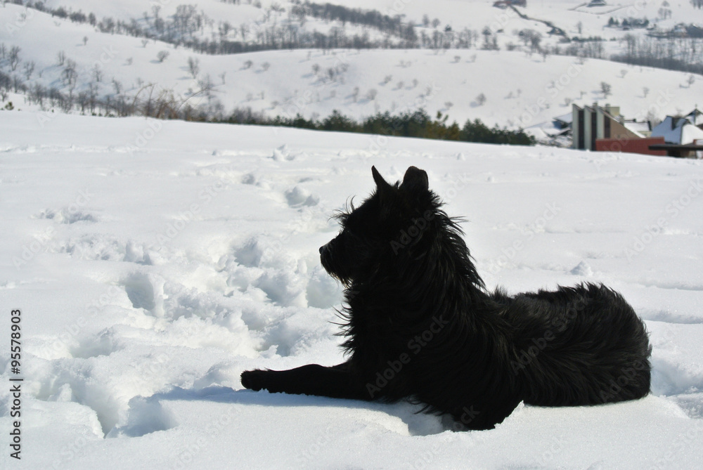 Naklejka premium Lonely black dog lying in deep snow, on a nice, crisp, sunny winter day, in the mountains.