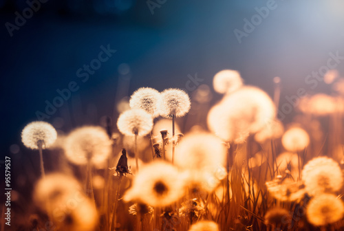 Fototapeta Naklejka Na Ścianę i Meble -  Dandelions at sunset