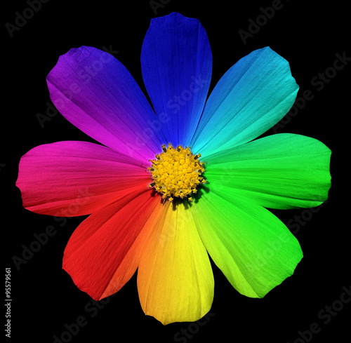 Rainbow Primula flower macro isolated on black