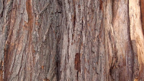 Wallpaper Mural the bark of an old tree Torontodigital.ca