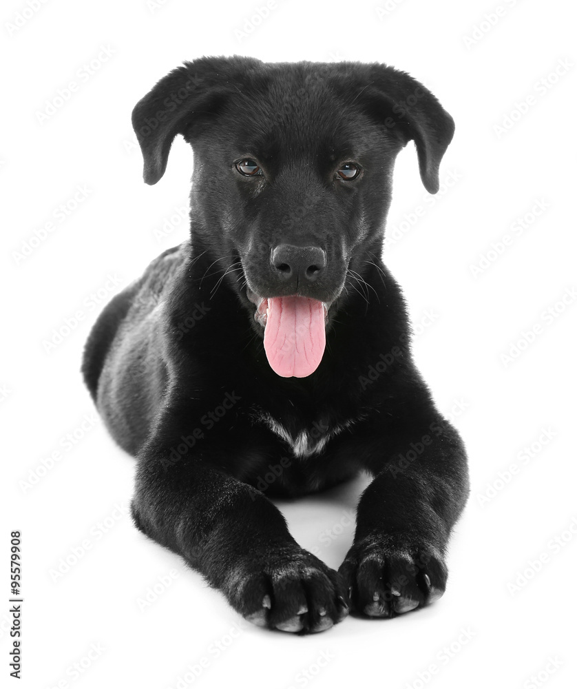 Adorable young black Labrador lying on white background