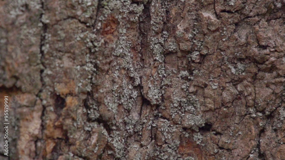 the bark of an old tree. the bark of an old tree. the bark of an old tree. the bark of an old tree.