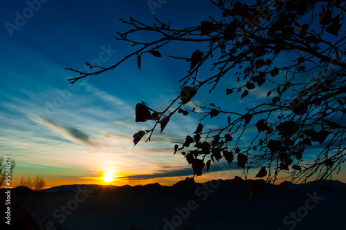 It leaves branch plant at sunset