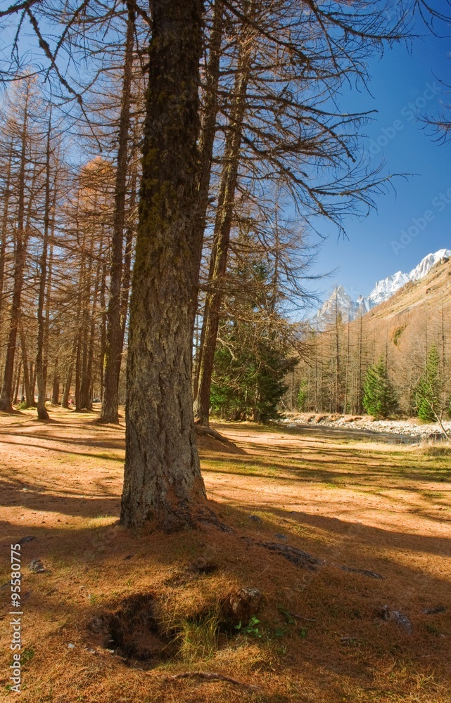 veduta del monte bianco dalla radura con i larici veduta del monte bianco dalla radura con i larici
