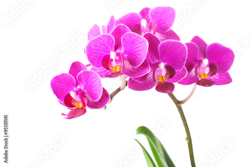 Dendrobium Orchid Flowers Isolated on White Background