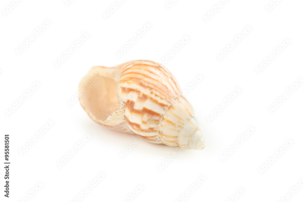 Sea shell isolated on white Sea shell isolated on white