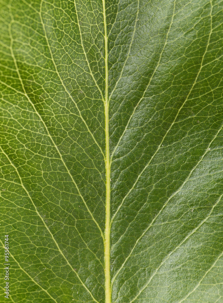 Green leaf background, close up Green leaf background, close up
