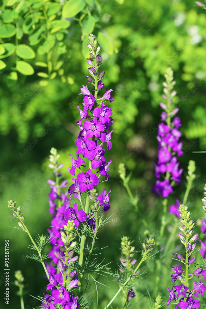 Beautiful spring flowers in the garden