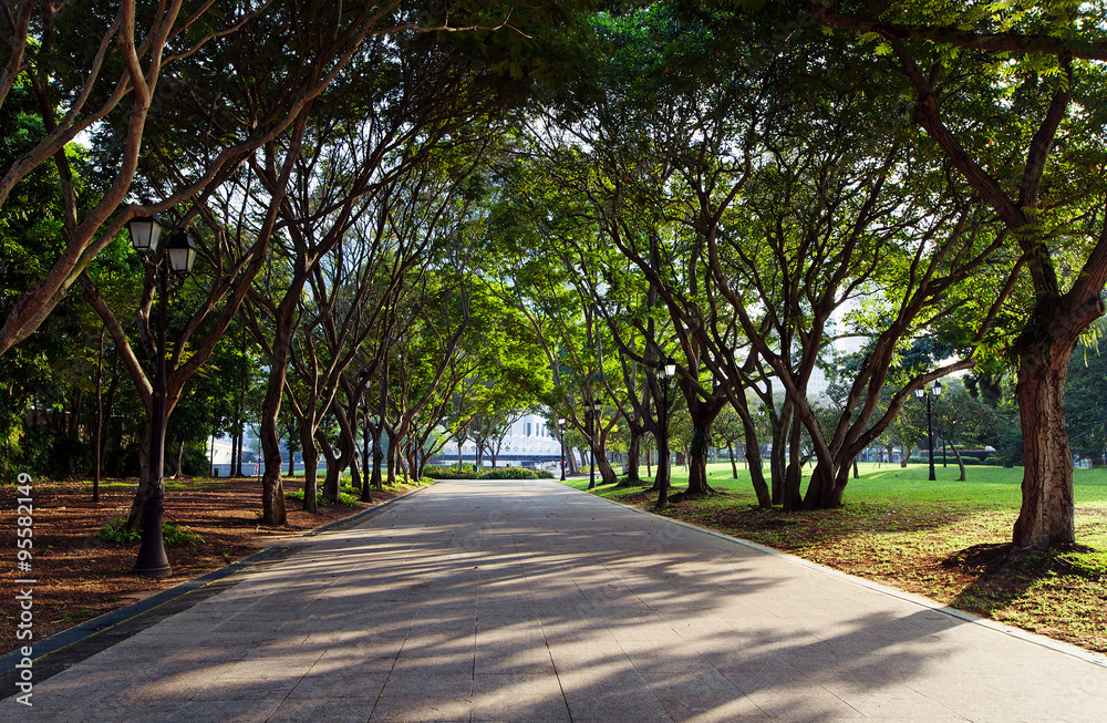 Autumn alley with trees